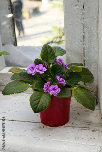 Indoor African Violet Flower Plants in Cozy Home Setting