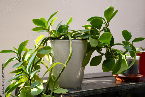 Peperomia obtusifolia houseplant in pot on windowsill, green indoor plant home decor