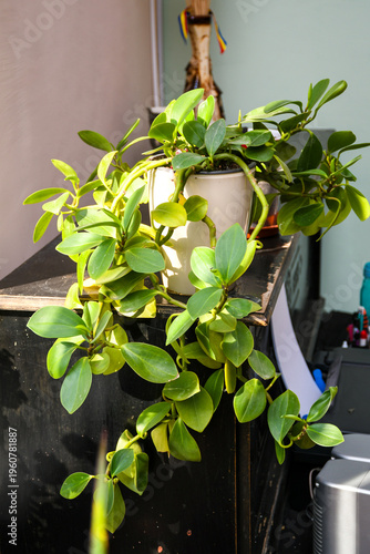 Potted peperomia obtusifolia indoor tropical houseplant