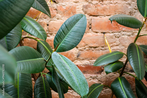Tropical Rubber Plant Foliage in Modern Interior Background