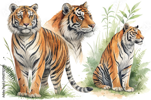set of Watercolor Tiger Clipart, Hand-Painted Jungle Animal, vector illustration isolated on white background