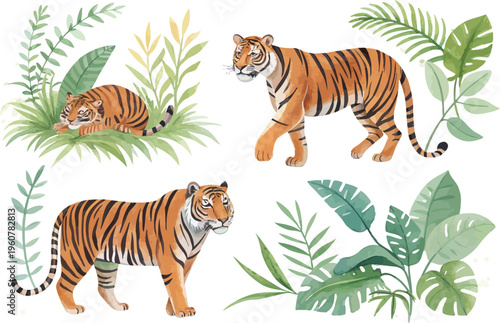 set of Watercolor Tiger Clipart, Exotic Wildlife Animal Illustration, Isolated on White