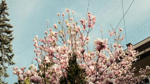 Blooming magnolia tree with soft pink flowers against blue sky, captured in natural sunlight, representing spring season, growth and aesthetic lifestyle in cinematic footage