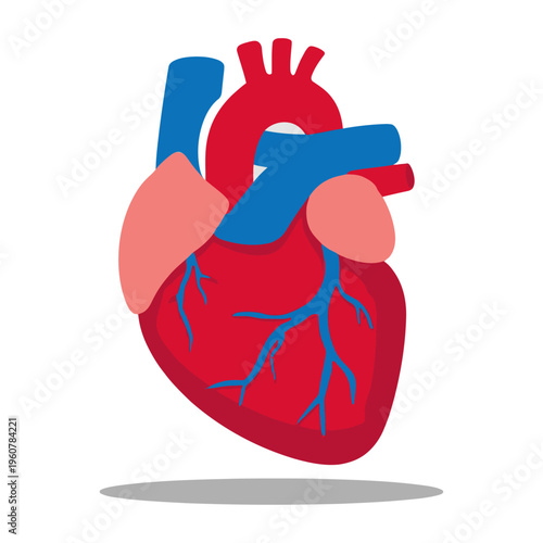 Vector of a human heart highlighting the arteries and veins in red and blue colors.