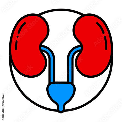 Vector showing kidneys ureters and the urinary bladder in a human body