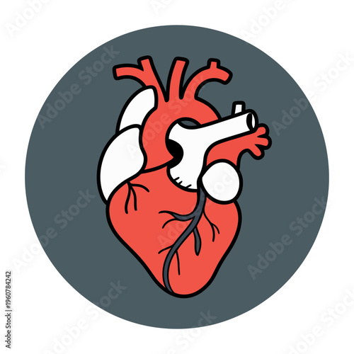 Vector of a human heart anatomy within a circular frame