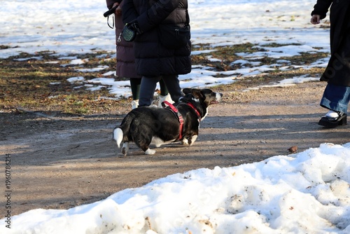 Cute pet dog in harness enjoying winter walk outdoors