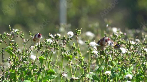 Three European Goldfinches Feeding on Wild Plant in Nature