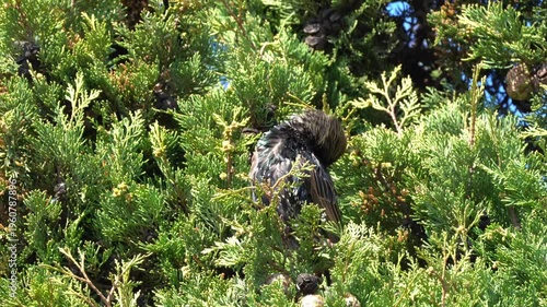 European Starling Moving on Tree Branch, Birdwatching Wildlife Video