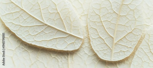 Elegant botanical arrangement with creamy white textures and abstract dried leaves in backdrop.