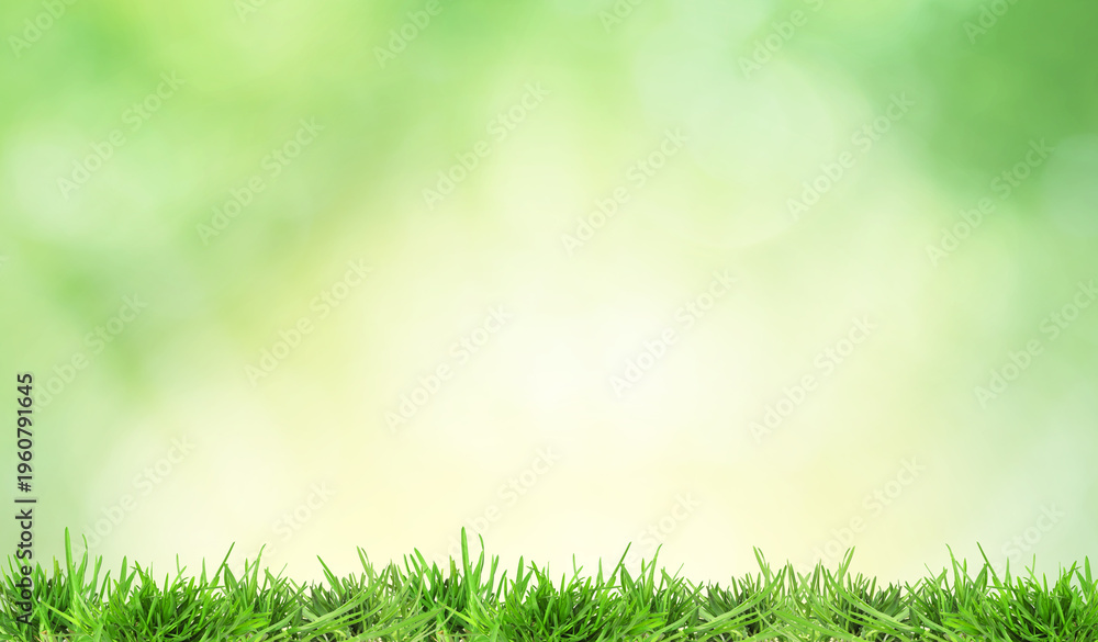 Fototapeta premium Lush spring grass against blurred green background with bokeh lights. Banner design