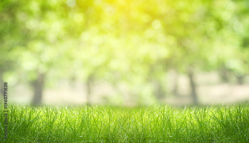 Fototapeta premium Lush green grass on sunny spring day