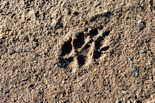 Detailed view of solitary paw print with textured sand and shadow hints of passing creature