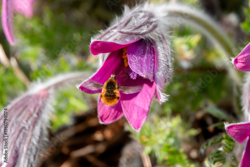 Hemaris saugt Nektar aus Kuhschellenblüte
