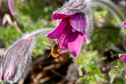 Hemaris auf Pulsatilla