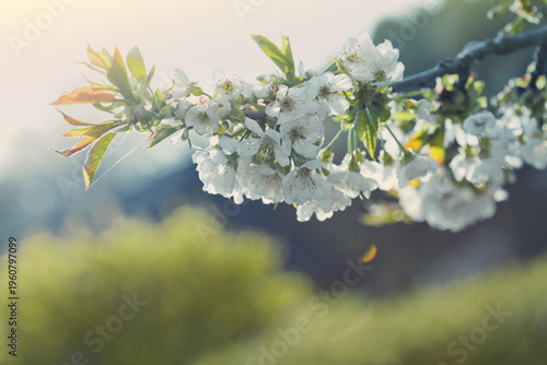 Branches of blossoming cherry with soft focus .