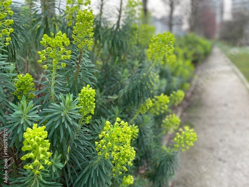 Fotografía Piante di Euforbia verde , Euphorbia Characias, fotografata a Citylife a Milano,