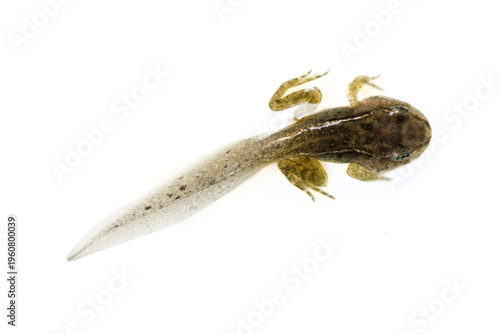 Foto A tadpole on white, macro shot, isolated