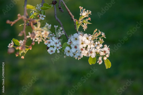 Primo piano dei fiori di un albero di pero da fiore in primavera nella campagna italiana