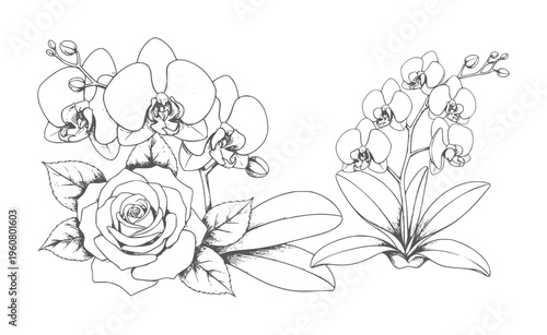 Delicate line of a rose and orchid flowers with leaves floral botanical