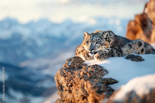 Snow leopard resting on rocky outcrop covered with snow in mountainous landscape during daylight, showing calm and majestic wild animal in its natural habitat