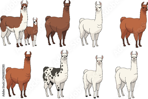 Set of detailed vector illustrations featuring various breeds of friendly llamas standing in different poses, isolated on a clean white background.