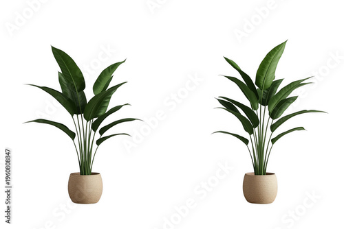 Potted bird of paradise plant set on transparent background