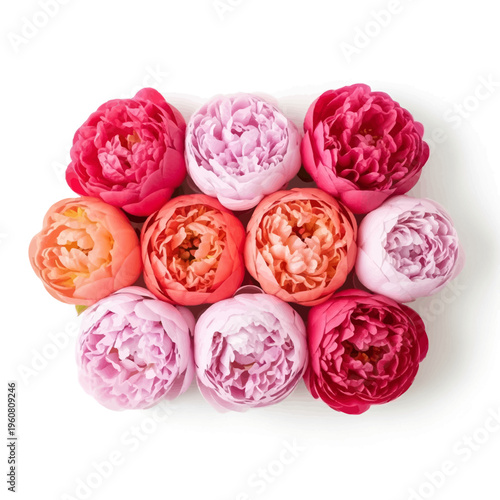 Romantic Pink Peony Flower Head Collection - Floral Svg Bundle