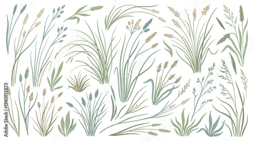Collection of delicate hand drawn wild grasses and reeds in muted earth tones on a white background botanical illustration