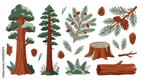 Collection of forest elements including redwood trees pine cones fir branches ferns and tree stumps illustrating nature and woodland themes