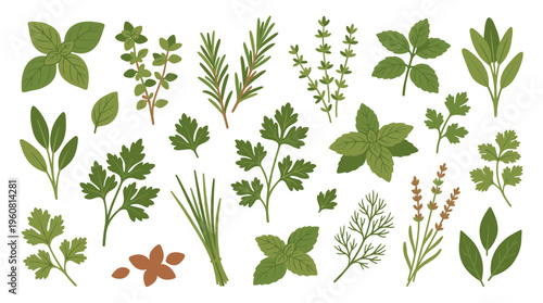 Collection of fresh culinary herbs and spices hand drawn illustration isolated on white background for healthy cooking and organic food concepts