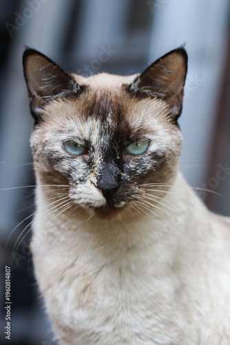 gatos
