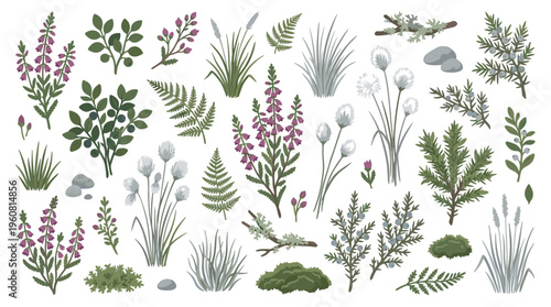 Collection of wild plants and herbs including heather ferns and grasses isolated on white background botanical illustration elements for design