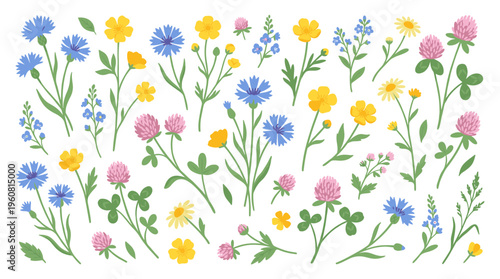 Vibrant collection of wild meadow flowers including cornflowers, clover, and buttercups in various sizes and colors on a white background