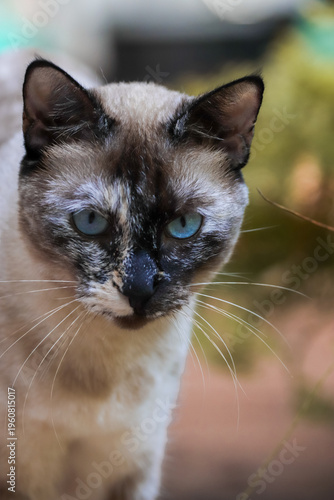 gatos