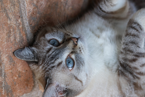 gatos