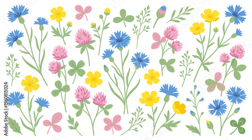 Collection of delicate wildflowers including cornflowers clover and buttercups isolated on white background for floral design and decoration