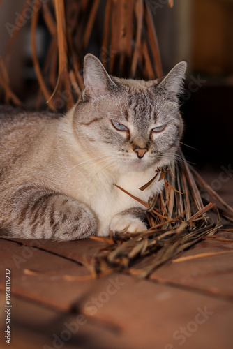 gatos