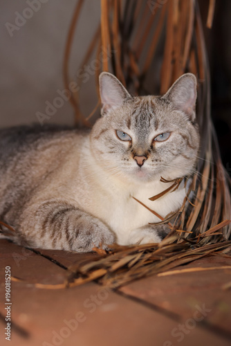 gatos