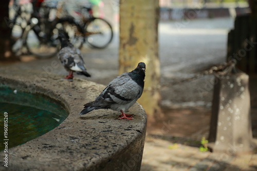 Foto Urban pigeon standing on stone fountain edge in quiet city park