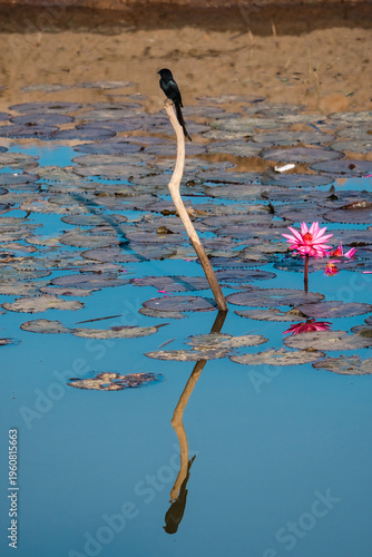 Bird reflection lotus water...