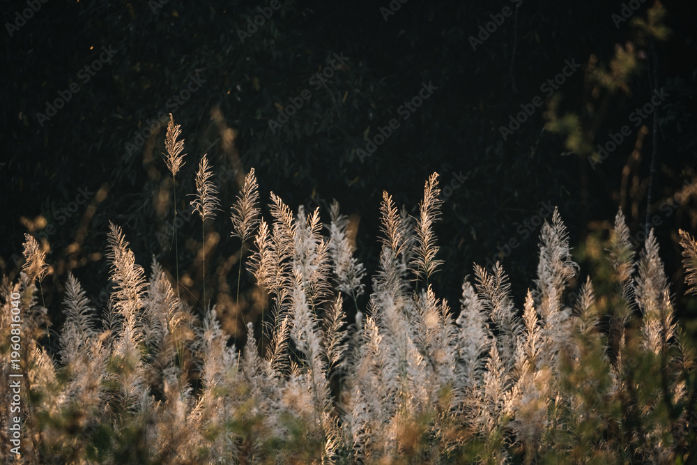Fototapeta premium Soft grass plume field sunset wild grass golden light nature meadow delicate plant rural landscape autumn mood tranquil scene backlit foliage natural background Soft grass plume field sunset glows