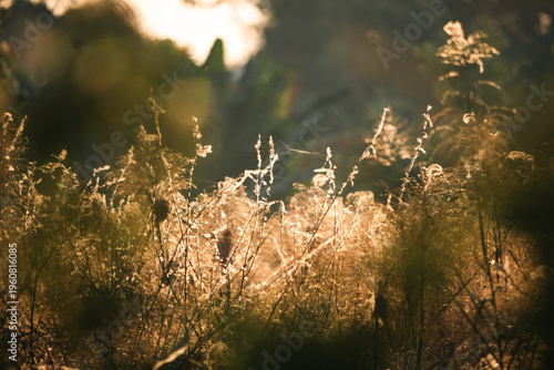 Golden grass backlit meadow...