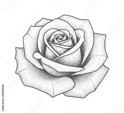 Black and white stipple of a blooming rose view flower dots monochrome