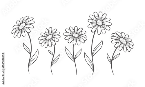 Five delicate line daisies with textured centers white daisy flower floral botanical