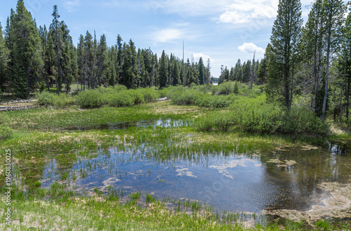 Wallpaper Mural Wetlands around the Yellowstone River in Yellowstone National Park, Wyoming, USA Torontodigital.ca