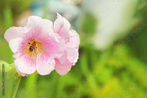 Pink mallow flower with bee collecting pollen. Macro close up of blossom with insect on natural green background, shallow depth of field.