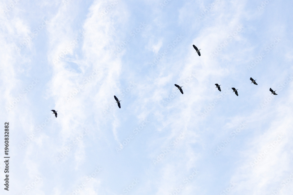 Fototapeta premium Flock of migratory birds flying in formation against a blue sky with soft white clouds. Seasonal bird migration concept.