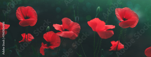 Red poppies close up isolated on green blur background.