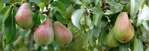 Ripe organic cultivar pears in the summer garden.